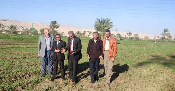 متابعات مستمرة لزراعات محصول القمح بأسيوط 1 متابعات مستمرة لزراعات محصول القمح بأسيوط