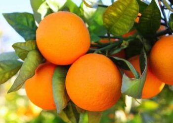 تصدير البرتقال