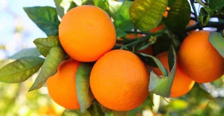 الحجر الزراعي يعلن بدء موسم تصدير البرتقال في 5 ديسمبر 2023 قناة مصر الزراعية