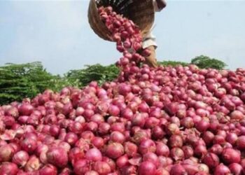 زراعة وإنتاج البصل