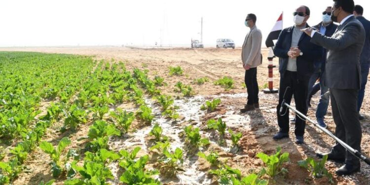الزراعة خلال عشر سنوات على أولوية الدولة المصرية 1 الزراعة