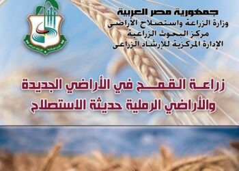 القمح في الأراضي الجديدة