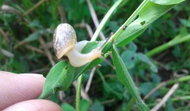 طريقتان مثاليتان لمكافحة انتشار القواقع في محصول القمح 1 القواقع والبازقات