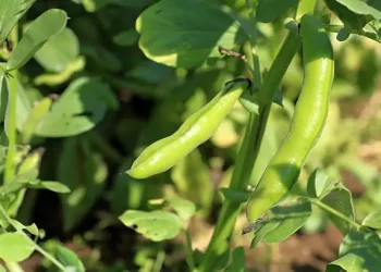 المحاصيل البقولية