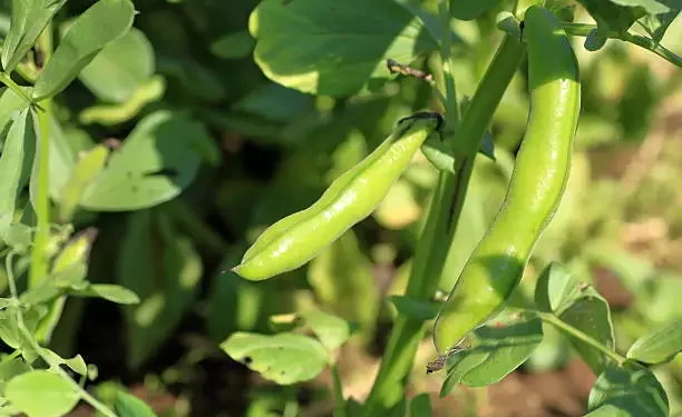 المحاصيل البقولية.. أهم الأخطاء التي يقع فيها المزارع وتتسبب في ظهور الأمراض 1 المحاصيل البقولية