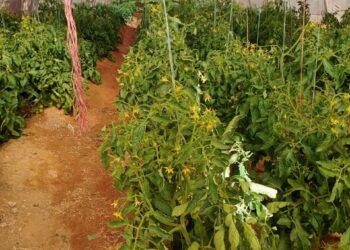 المركزية للتشجير