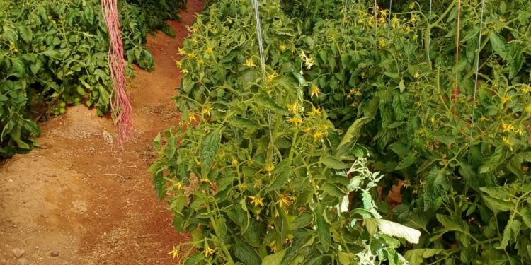 المركزية للتشجير