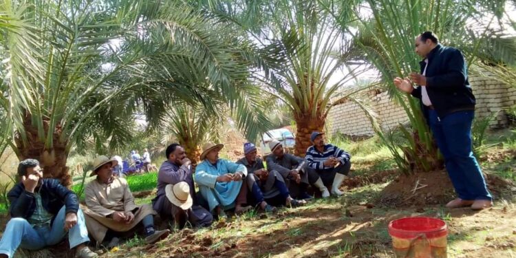 "أهم العمليات الفنية التي تجرى على أشجار النخيل في هذا الوقت من العام" ندوة حقلية لأبحاث النخيل بالداخلة 1 النخيل