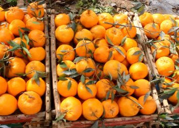 اليوسفي والبرتقال أبو سرة