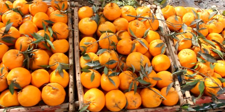 اليوسفي والبرتقال أبو سرة.. نصائح وتوصيات يتوجب تطبيقها خلال الوقت الحالي 1 اليوسفي والبرتقال أبو سرة