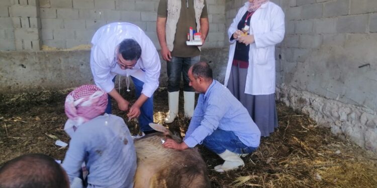 بحوث الصحراء يواصل جهوده لتنمية الثروة الحيوانيه بسيناء وينظم قوافل بيطرية في الطور ونويبع 1 بحوث الصحراء