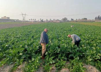 زراعة الإسكندرية