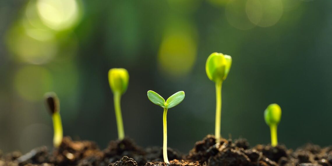 تغذية النباتات