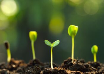 تغذية النباتات