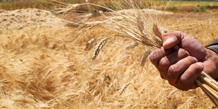 أخطاء تسميد القمح.. قواعد ومحاذير "خلط الأسمدة" وخطة برنامج "الرش الورقي" 1 أخطاء تسميد القمح