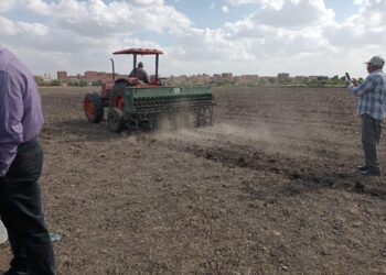 القمح على مصاطب