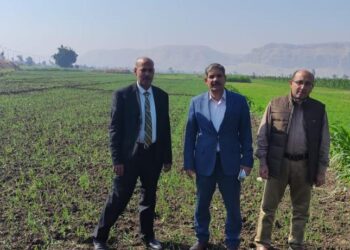 محصول القمح