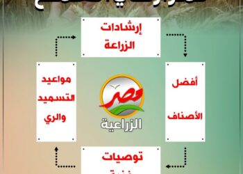 زراعة القمح