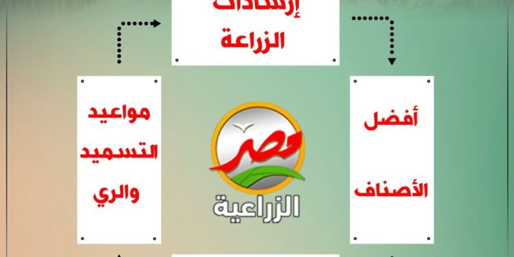 زراعة القمح من التقاوي لـ الحصاد "ملف كامل" 1 زراعة القمح