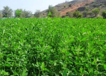 محصول البرسيم