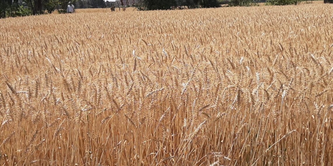 محصول القمح