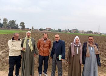 محصول القمح