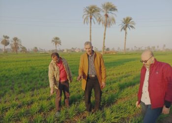 وكيل وزارة الزراعة بأسيوط يتفقد حقول القمح والفول