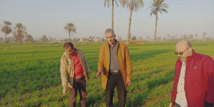 وكيل وزارة الزراعة بأسيوط يتفقد حقول القمح والفول 1 وكيل وزارة الزراعة بأسيوط يتفقد حقول القمح والفول