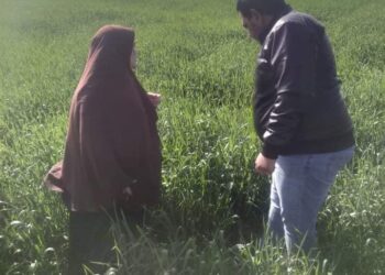 مديرية الزراعة ببورسعيد تتابع تنفيذ خطة المكافحة الحقلية