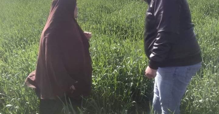 مديرية الزراعة ببورسعيد تتابع تنفيذ خطة المكافحة الحقلية 1 مديرية الزراعة ببورسعيد تتابع تنفيذ خطة المكافحة الحقلية