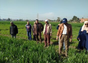 ندوات توعية عن مكافحة آفات القمح والبنجر والبصل ببنى سويف 