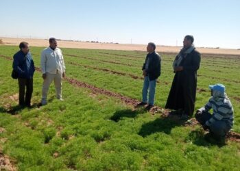 ندوة حقلية عن محصول الكمون بالوادى الجديد