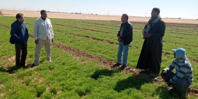 ندوة حقلية عن محصول الكمون بالوادى الجديد 1 ندوة حقلية عن محصول الكمون بالوادى الجديد