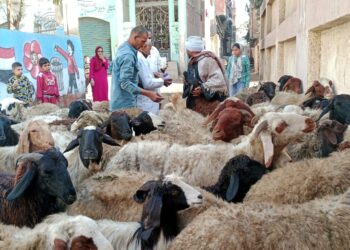 الزراعة: إعطاء أكثر من 6.7 مليون جرعة ضد مرضى الحمي القلاعية وحمى الوادي المتصدع