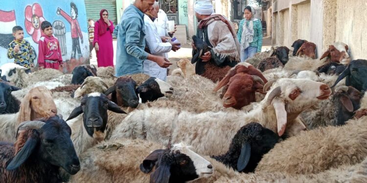 الزراعة: إعطاء أكثر من 6.7 مليون جرعة ضد مرضى الحمي القلاعية وحمى الوادي المتصدع 1 الزراعة: إعطاء أكثر من 6.7 مليون جرعة ضد مرضى الحمي القلاعية وحمى الوادي المتصدع
