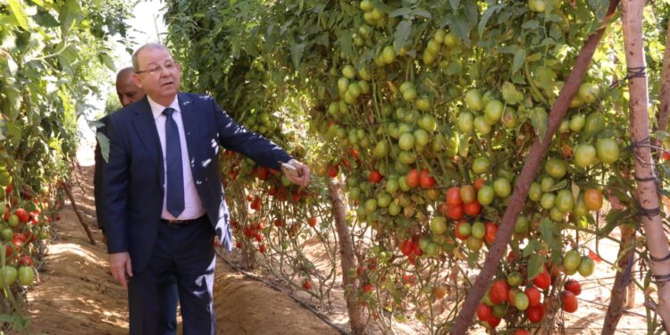 "الزراعة" يوم حقلي للاطلاع على نتائج أصناف الطماطم بالفيوم 1 الزراعة