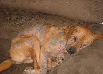 أكاروسات الجرب