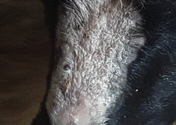 أكاروسات الجرب