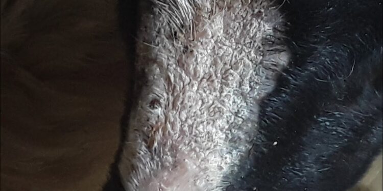 خطة علاج أكاروسات الجرب وطرق الوقاية منها 1 أكاروسات الجرب