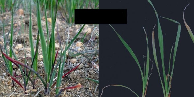 كيف تحمي محصول القمح من احمرار الأوراق؟ "مستشار وزير الزراعة" يجيب 1 احمرار الأوراق