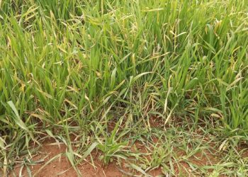 اصفرار أوراق القمح السفلية