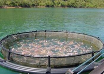 الاستزراع السمكي