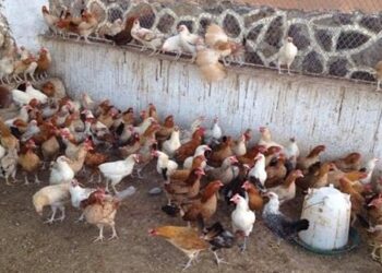 التربية الريفية للدواجن