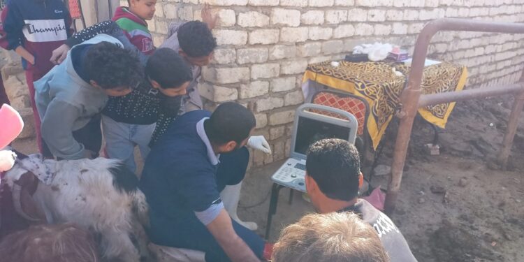 علاج وفحص أكثر من ٥٦٠٠ رأس ماشية مجانا لدى ٣١١٢ من صغار المربين بمحافظة الفيوم 1 رأس ماشية