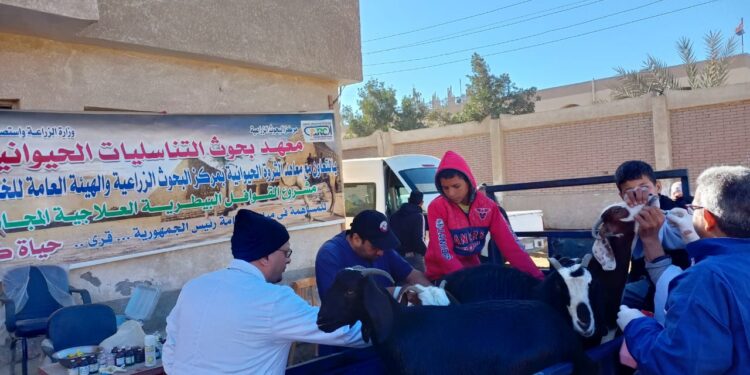 التناسليات الحيوانية