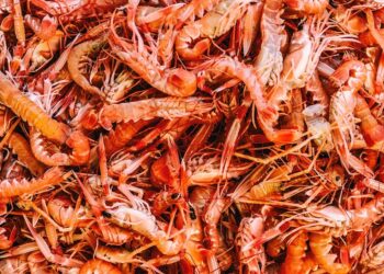 استزراع الجمبري في الصحراء