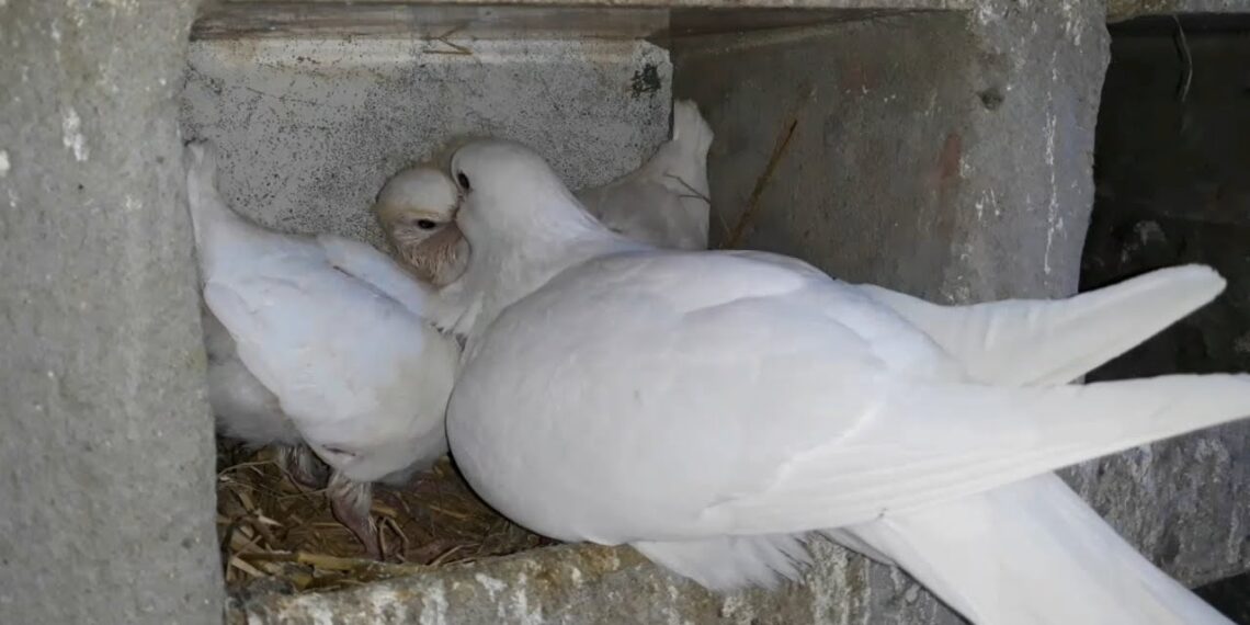 مزايا "الحمام اللاحم" الفرنسي وأبرز الفوارق عن السلالات المحلية 1 تربية الحمام