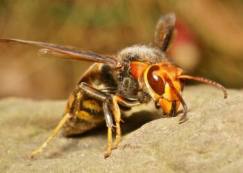 الدبور الأحمر