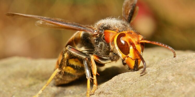 مخاطر الدبور الأحمر على نحل العسل واستراتيجيات وتوقيت المكافحة الصحيحة 1 الدبور الأحمر