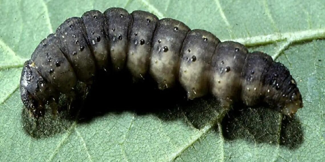 اشتراطات وخطة مكافحة "الدودة القارضة" على محصول الفراولة 1 الدودة القارضة